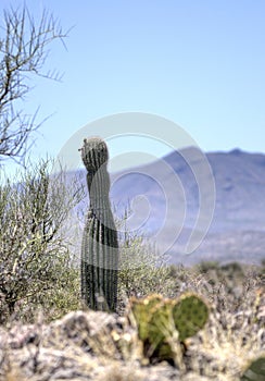 Saguaro Cactus desert landscape, Arizona USA