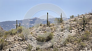 Saguaro Cactus desert landscape, Arizona USA