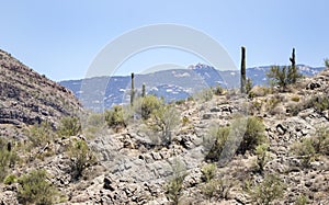 Saguaro Cactus desert landscape, Arizona USA