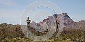 Saguaro cactus desert landscape with Red Mountain in the Salt River Canyon area near Mesa Arizona USA