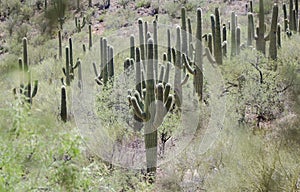 Saguaro Cactus desert mountains, Colossal Cave Mountain Park, Arizona