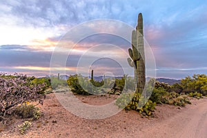 Saguaro Cactus Desert Sunset Landscape Panorama