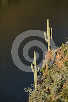 Saguaro cactus with desert and water background cactus and rocks