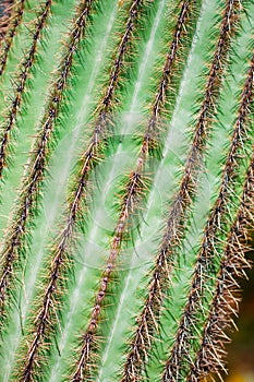Saguaro Cactus Details