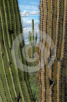 Saguaro Cactus Details