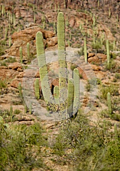 Saguaro cactus with a disease