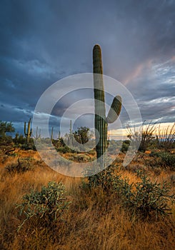 Saguaro cactus in dry grass in Arizona desert.