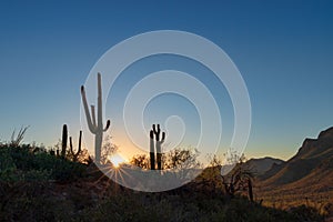 Saguaro Cactus in the dry summer Arizona desert at sunset