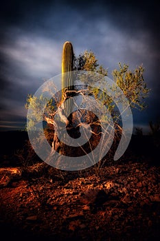 Saguaro Cactus at Dusk