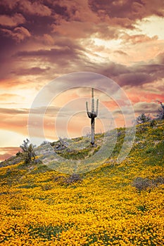 A saguaro cactus in a field of Mexican poppies with a breath-taking sunset