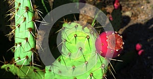 Saguaro cactus flower
