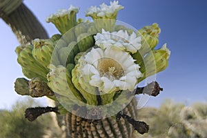 Saguaro Cactus Flower