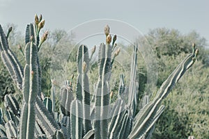 Saguaro cactus with flower buds. Carnegiea gigantea