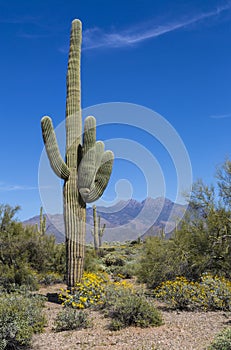 Saguaro Cactus and Flowers