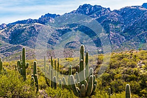 Saguaro Cactus Forest at The Foot of The Santa Catalina Mountains