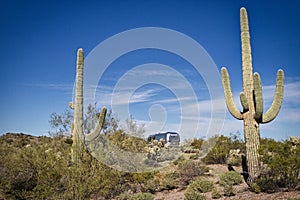 Saguaro cactus frame a vintage Airstream travel trailer