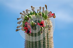 Saguaro Cactus Fruit on top against sky