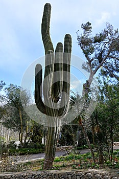 Saguaro Cactus, giant cactus