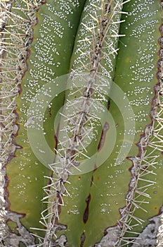 Saguaro Cactus Grooves and Spines Texture