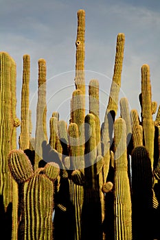 Saguaro cactus grouping