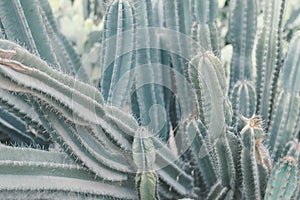 Saguaro cactus growing in the desert area