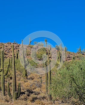 Saguaro Cactus growing in the Lake Pleasant Regional Park, Sonoran Desert, Arizona USA