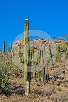 Saguaro Cactus growing in the Lake Pleasant Regional Park, Sonoran Desert, Arizona USA