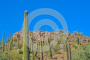 Saguaro Cactus growing in the Lake Pleasant Regional Park, Sonoran Desert, Arizona USA