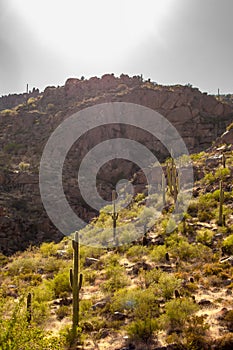 Saguaro cactus growing near canyon in Peralta Canyon in the Superstition Wilderness in the Superstition Mountains