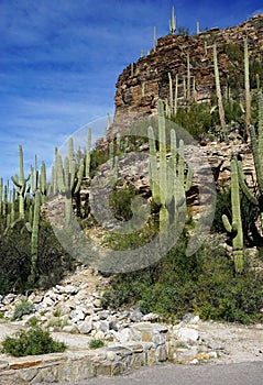 Saguaro cactus growing in a rocky desert canyon on a sunny day with blue sky overhead