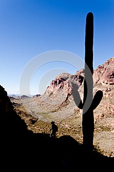 Saguaro Cactus and hiker silhouettes in Ajo Range photo