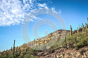 Saguaro cactus on hill with blue sky and stratus clouds