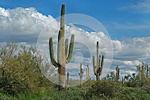 Saguaro Cactus Horizontal