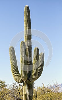 Saguaro cactus humorous middle finger gesture