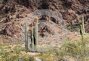 Saguaro Cactus, Kofa National Wildlife Refuge