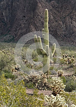 Saguaro Cactus, Kofa National Wildlife Refuge
