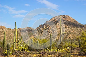 Saguaro Cactus Landscape In Arizona Desert