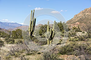 Saguaro cactus landscapes with desert and mountains