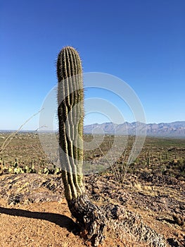 Saguaro cactus