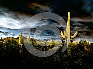 Saguaro Cactus with Monsoon Clouds and Sunset