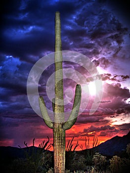 Saguaro Cactus with Monsoon Clouds and Sunset