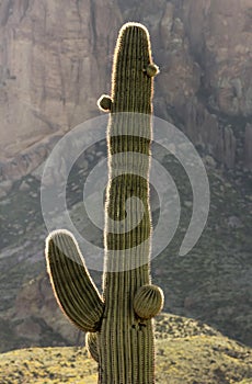 A Saguaro Cactus in the Morning Sun