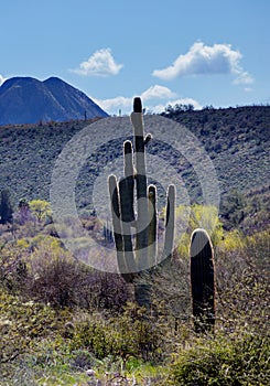 Saguaro cactus in mountains, Arizona desert