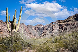 Saguaro Cactus with mountains in background