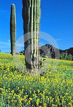 Saguaro cactus and mustard flowers, Big Horn WIlderness, Sororan Desert, Arizona