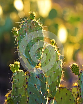 Saguaro Cactus