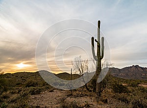 Saguaro cactus near sunset in the desert of Arizona