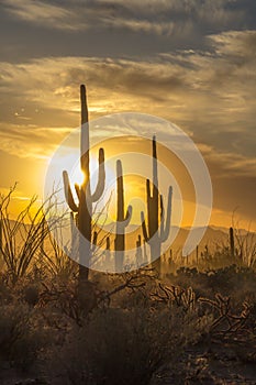 Saguaro Cactus near Tucson, at sunset