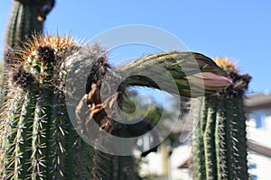 Saguaro Cactus, one of the tallest cactus, 2.