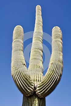 Saguaro cactus, Organ Pipe Cactus National Park, Arizona